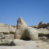 Морской котик. :: unix (Илья Утропов)