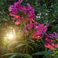 Яркость :: sorovey Sol