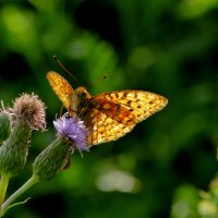 из вчерашней съемки 4 :: Александр Прокудин