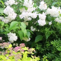 Чубушник и спирея :: Сапсан 