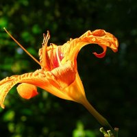 Лилия в солнечных лучах. :: Милешкин Владимир Алексеевич Лилия в солнечных лучах. :: Милешкин Владимир Алексеевич