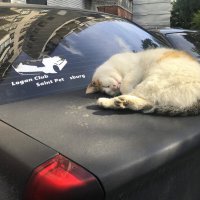 домашние / бездомные :: zavitok *