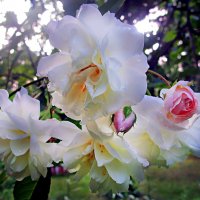 Роза у дома :: Ольга Довженко Роза у дома :: Ольга Довженко