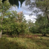 Дождик :: Андрей Хлопонин