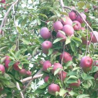 Урожайный год :: Валерий Кокорев