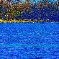 Июнь..Лебединая пара на Сыром Агане! :: Владимир 