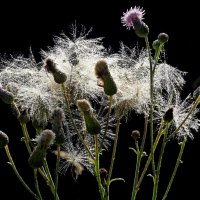 Коломенское 28 июля :: Михаил Бибичков