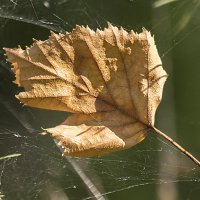 Скоро осень... :: Андрей Пристяжнюк