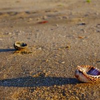 Утро на берегу моря :: Сергей Швечков Утро на берегу моря :: Сергей Швечков