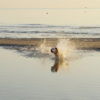 За птицами вдогонку :: Сергей Швечков За птицами вдогонку :: Сергей Швечков