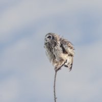 сова болотная. :: юрий макаров сова болотная. :: юрий макаров