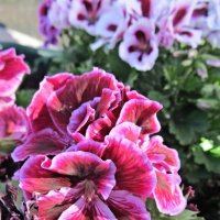 Пеларгония :: PRP 