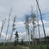 там на неведомых дорожках :: Елена Шаламова