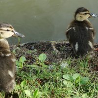 Утята :: Рита Симонова