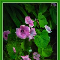 Фотозарисовка :: Владимир Кроливец