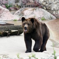 Московский Зоопарк. Бурый медведь Гром. :: Наташа ***** Московский Зоопарк. Бурый медведь Гром. :: Наташа *****