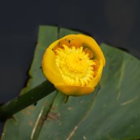 Москва. Воронцовский парк. Кубышка жёлтая. :: Наташа *****