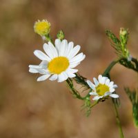 Не сломила меня жизнь, не сломила.... :: Надежда Куркина 