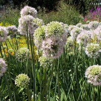 Городские цветы :: Alisia La DEMA