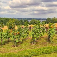 "Во саду ли , в огороде..." :: Андрей K.