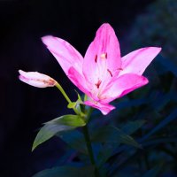 Розовая красотка :: Евгений Розовая красотка :: Евгений