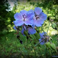 Лесные этюды лета... :: Андрей Заломленков