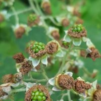 ЕЖЕВИКА :: Tata Wolf