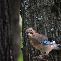 Молодая сойка. :: Владимир Безбородов