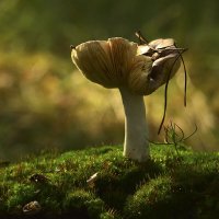 Жизнь коротка :: Геннадий Супрун Жизнь коротка :: Геннадий Супрун