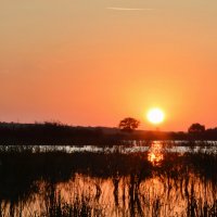 *** :: Надежда Куркина 