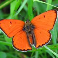 Огненный червонец :: Андрей Снегерёв