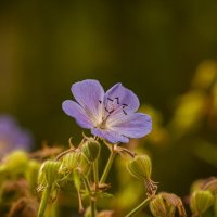 Герань дикая луговая. :: Вадим Басов