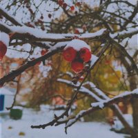 Ягода :: Ильич -