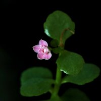 Огонёк каланхоэ :: Светлана 