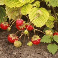 Последний день лета 2013 :: Андрей 