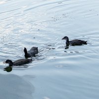 На пруду :: Ирина Соловьёва