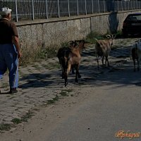 Пастух :: Аркадий Басович