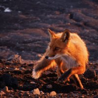 Патрикеевна :: Sergey38 