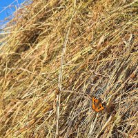 Нежится, греясь под солнцем :: Hope 