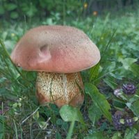 Грибочек. :: Вячеслав. Синицын