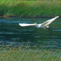 большая белая цапля :: gawrilа - dan