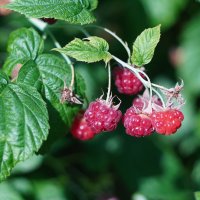 ... :: Сергей Ц