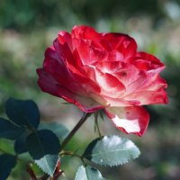 Роза Юбилей принца Монако :: Сергей Ц