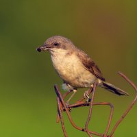 завирушка :: Виталий Емельянов