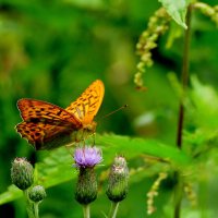 бабочки этого лета 2 :: Александр Прокудин