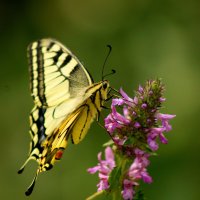 бабочки этого лета 5 :: Александр Прокудин