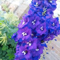 Дельфиниум :: Сапсан 