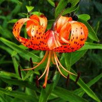 Тигровая лилия. :: Милешкин Владимир Алексеевич 