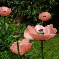 Маки :: Лидия Бусурина