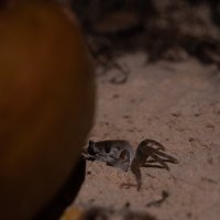 Краб прячется за кокосом :: Максим 